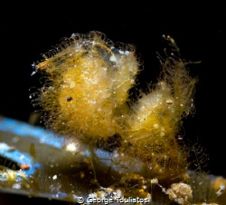 Hairy Shrimp!!! by George Touliatos 